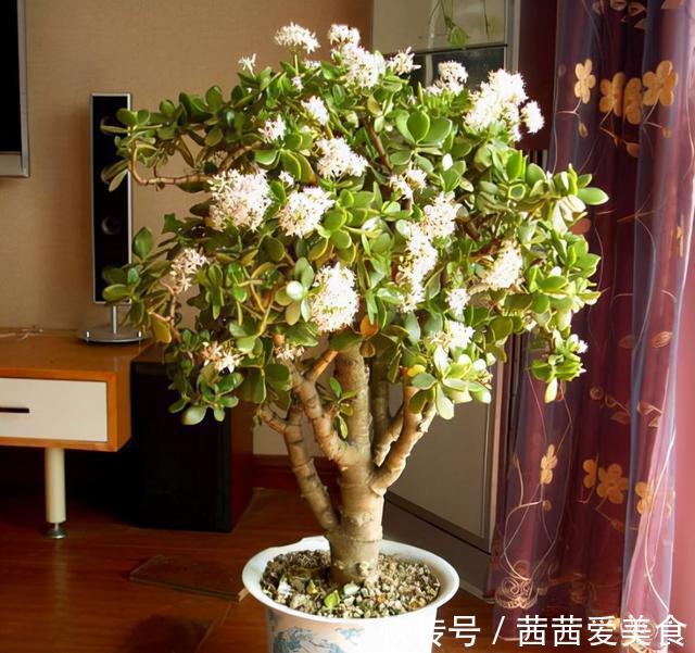 盆栽|客厅有树,十有九富!6种“富贵树”,贵气好养,旺家又吉利