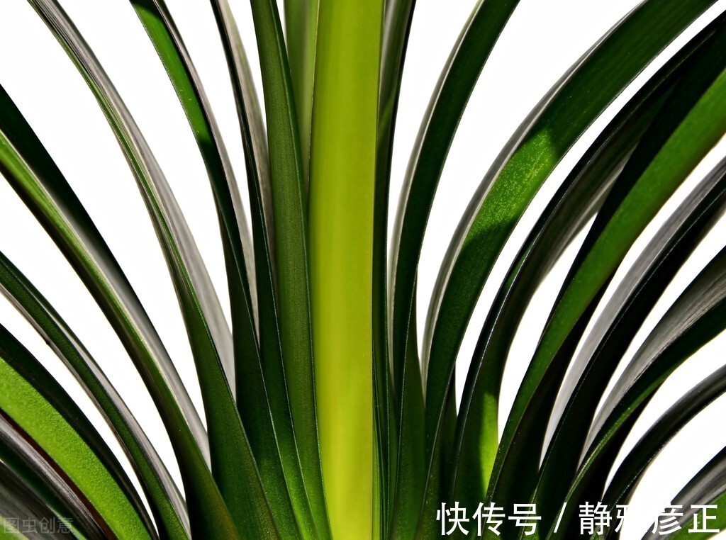 叶纹|君子兰长得好不好，不在于开不开花，而在于这三个地方