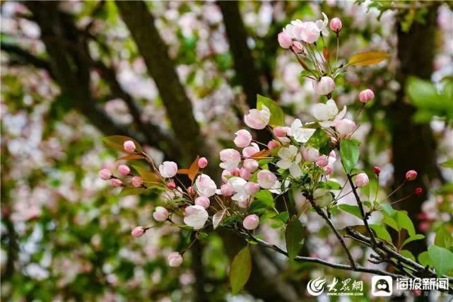 这就是山东泰山极顶海棠花开粉白花朵扮靓天街