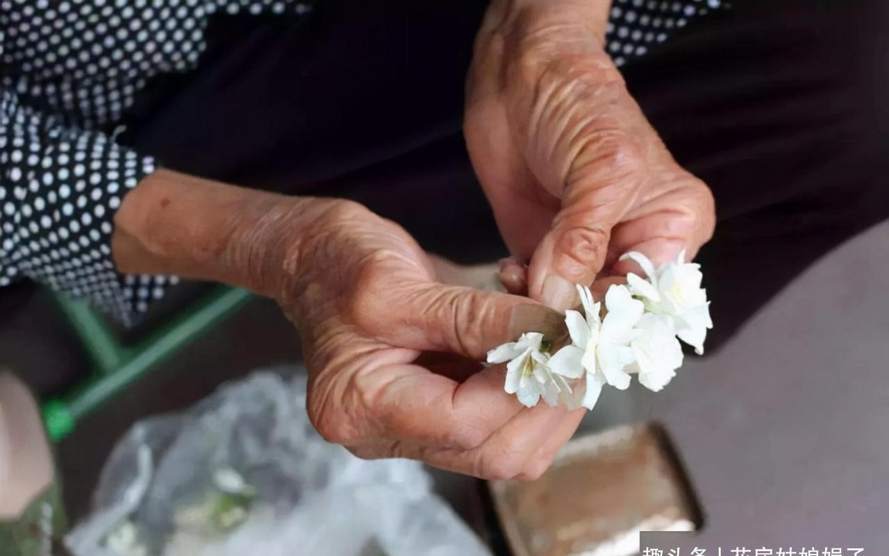 天凉了,茉莉花不要忽视养护,5项工作要做好,来年长得枝繁叶茂
