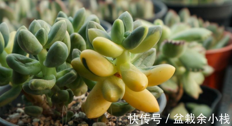 浇水|秋季给多肉浇水，掌握住这4个小技巧，爆盆肥叶很简单