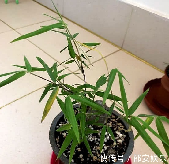 盆栽|最“好吃”的开花盆栽,花可赏叶可吃,扔阳台就爆盆,想吃就摘