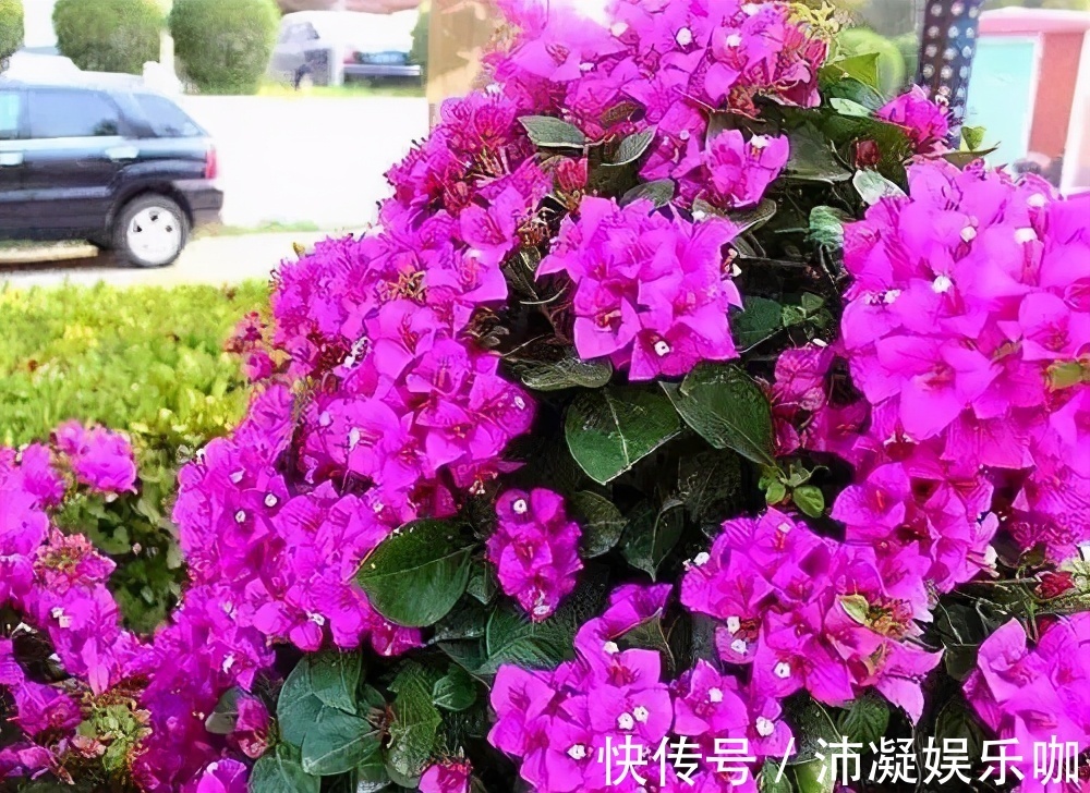 三角梅开败后，及时做好3件事，8月还能分化花芽，绽放层叠群花