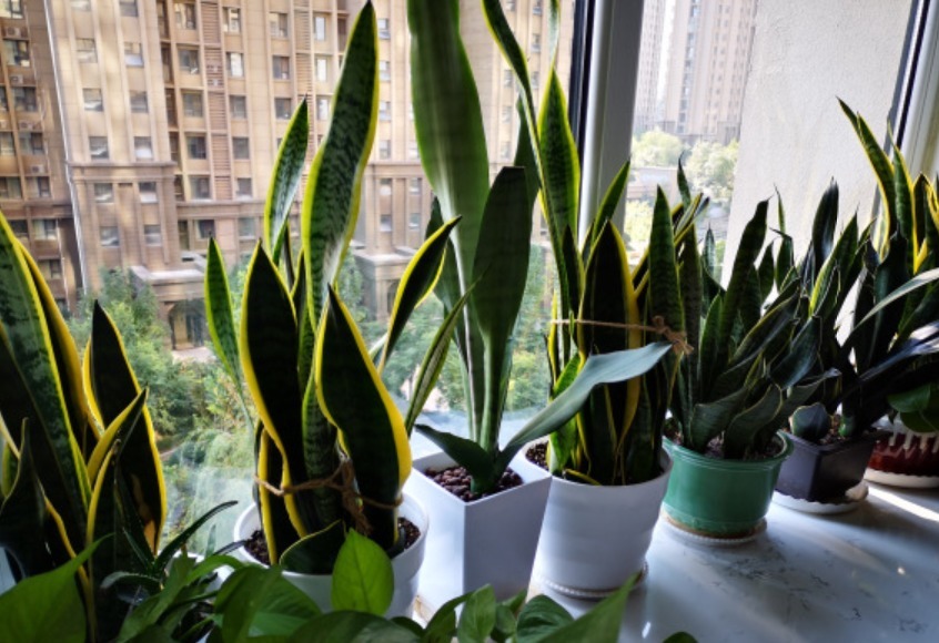 光照|虎皮兰不敢浇水多做好3个前提条件,怎么浇水都行,不会烂根