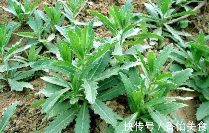 味道|乡村地边常见野菜,味道鲜美还有良好的药用价值。做盘菜不够吃