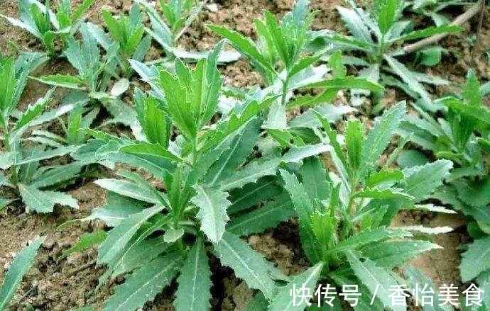 味道|乡村地边常见野菜，味道鲜美还有良好的药用价值。做盘菜不够吃