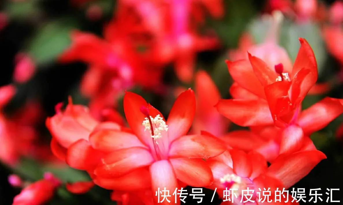 蟹爪兰“落蕾落花”,4点原因别忽视,做好后“锦上添花”并不难