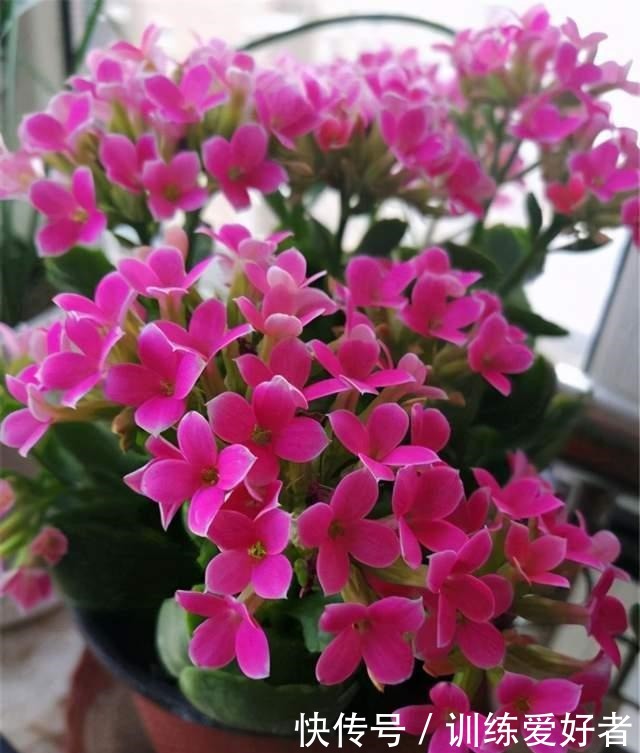 这3种花没必要花钱买,邻居家摘几片叶子,插在土里就冒根!