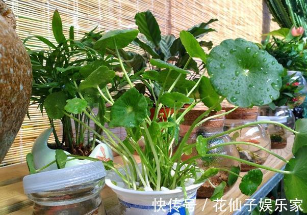 木立芦荟|初次尝试养花,选什么植物好盆栽此4款,搁室内漂亮又好养!