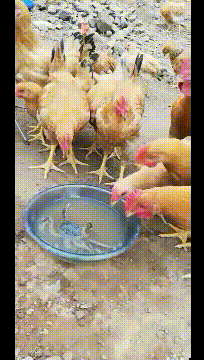 |搞笑GIF:成功把对面的妹子逗笑了 请问接下来我应该怎么做?