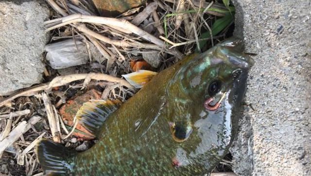 经常钓到这种鱼，却不知道叫什么，看着像罗非鱼，但我知道它不是