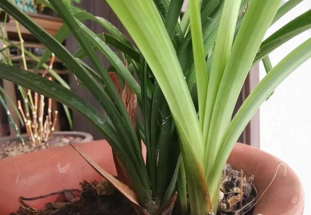 老苗|如何把春兰叶片养矮壮?磷酸二氢钾的另类用法,兰友们可以试试