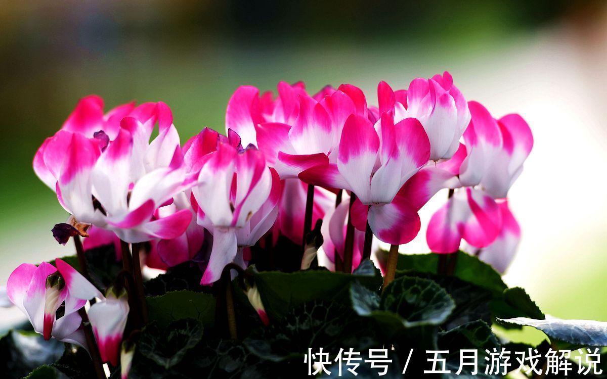 6种“球根”花适合冬季养，有的“开花鲜艳”，有的“香气怡人”