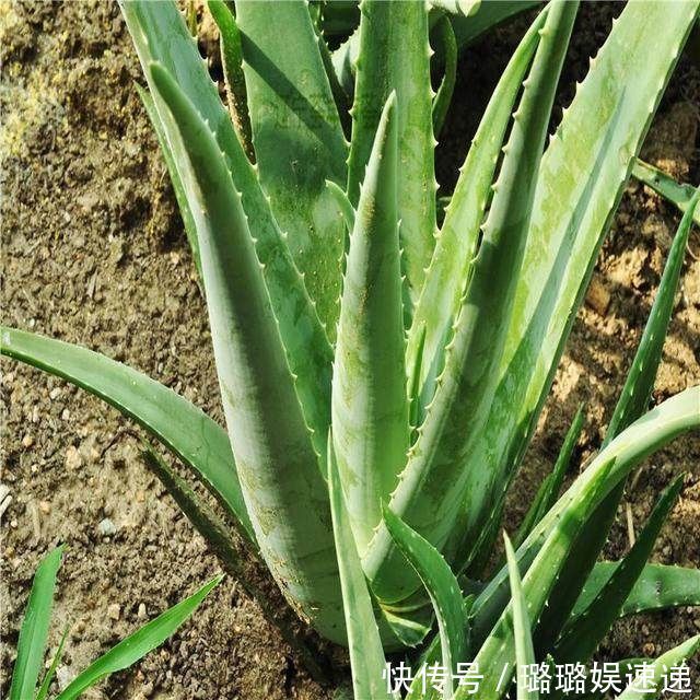 生活环境|不要嫌它丑,33-55岁女人每天吃一点,排出毒素,越吃越年轻化