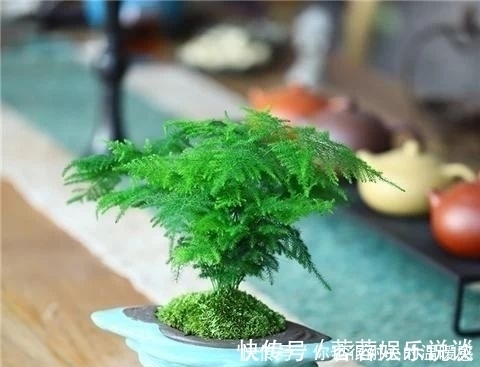 空气|客厅养花选它,大气有格调,好养又耐阴,养一盆空气更清新!