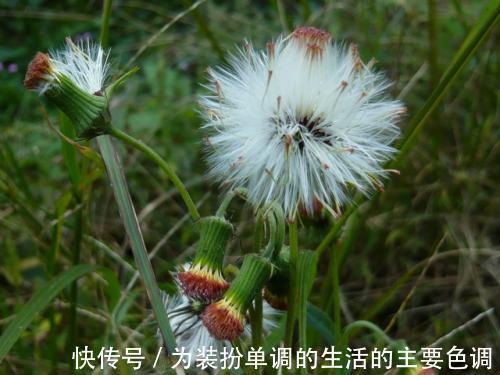 药食两用|蒲公英和3种食物搭配，功效多多，喜欢的人可以试试