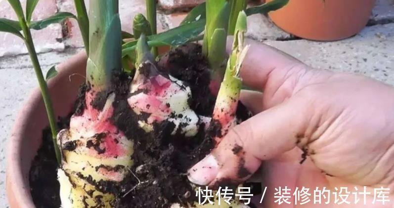 盆栽|吃不完的老姜这么一盆栽,来年就能收获新姜,平时堪当驱蚊剂