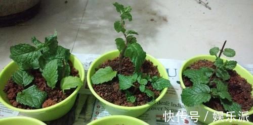 土壤|我用这方法扦插繁殖了几十盆的植物，薄荷、吊兰轻松培育
