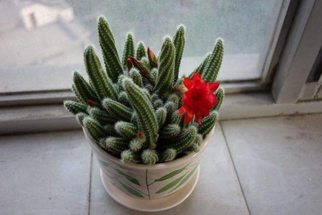 仙人掌|阳台养一盆此植物,不怕晒不怕旱,比仙人掌美,开出朵朵红花