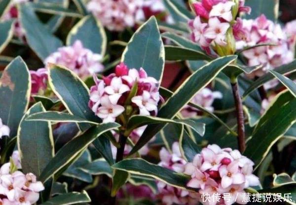 健康|聪明人都养“4种花”，身体越住越健康，起码长寿十年