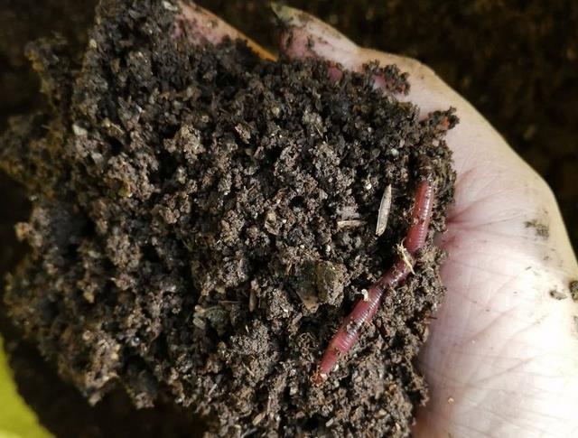 发酵鸡粪、羊粪、蚯蚓粪,到底该选哪一种?看完终于不再迷惑了