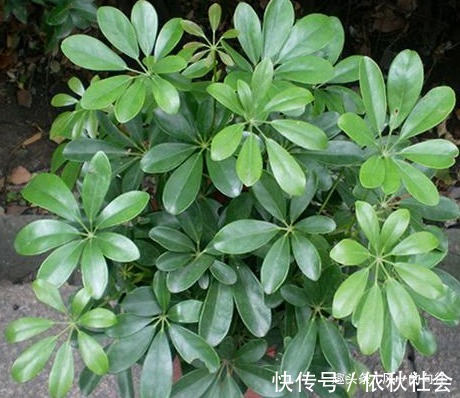 有钱人的养花秘诀!这三种绿植可以招财进宝,怪不得那么有钱