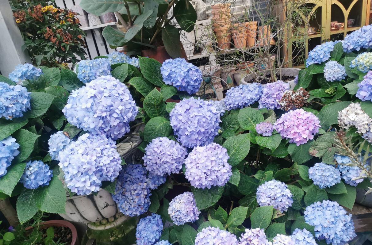 绣球的过冬准备，做好2点，来年发芽更多、开花更多、旺盛惊艳