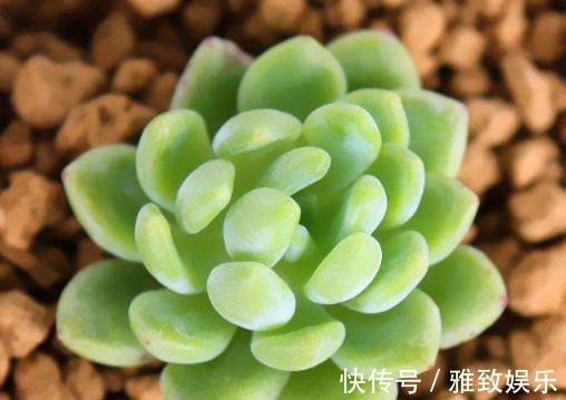 多肉凝脂莲叶片发软怎么办教你3个小妙招,叶片挺拔紧致更美观