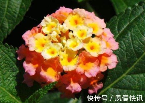喜欢菊花,就养盆“菊中精品”东海の红,似玫红莲座,绚丽优雅