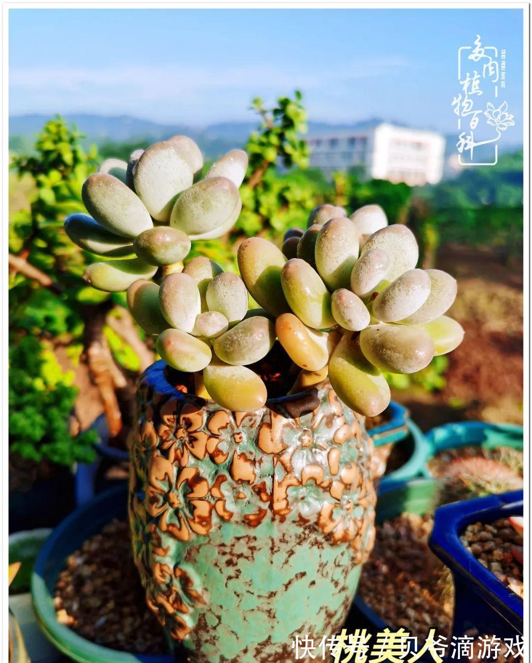 养多肉是喜欢,顺其自然是心境!