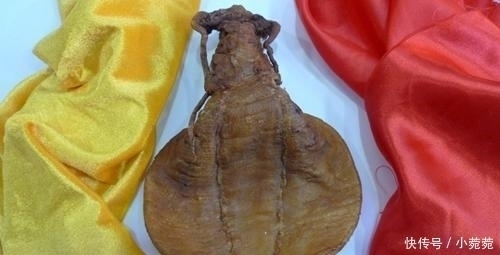 来自|世界上最贵的4大海鲜,第一名来自中国,但国人却几乎很少见过