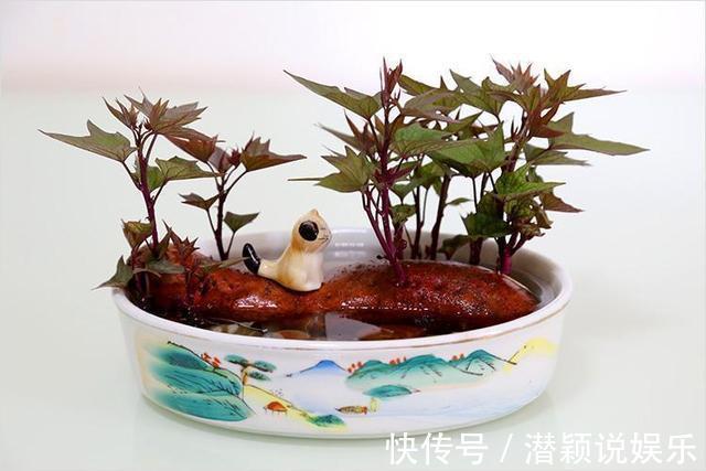 放水|6种蔬菜头留好了，放水里就长根，养成小盆栽真耐看，叶子味道好