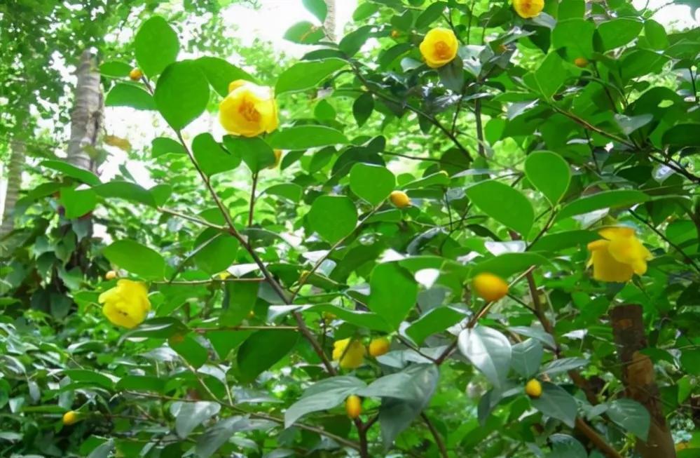 此茶花被誉为植物熊猫,花瓣金黄,营养丰富,有钱也难买