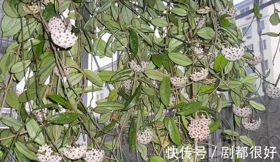 爬藤植物|花开一面墙，花落一路香，一棵爬藤植物的花海