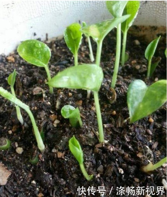 夏天|夏天扦插绿萝，就用3种方法，1个月爆满盆！几乎人人都在养