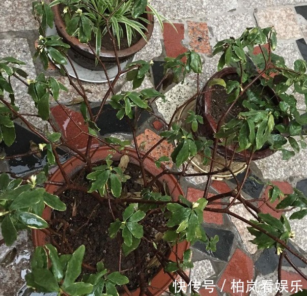 瑞香花|有1种花,比栀子花还要香,能净化房间异味,让人们生活更健康
