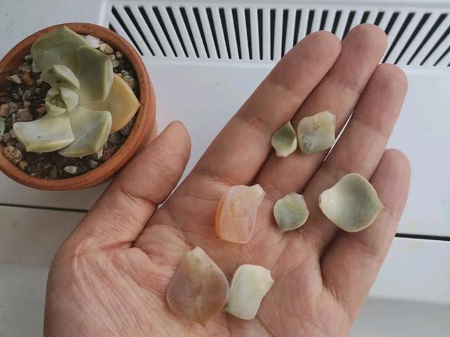 雨水|10种不能淋雨的花,淋完雨就死,盆栽养花注意事项