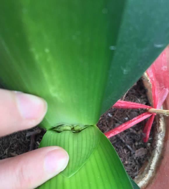 君子兰浇水10大注意事项,全做好了,你的君子兰想不开花都难