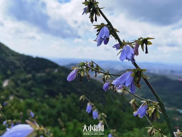 药材|探花记｜桔梗科植物“沙参”是药材