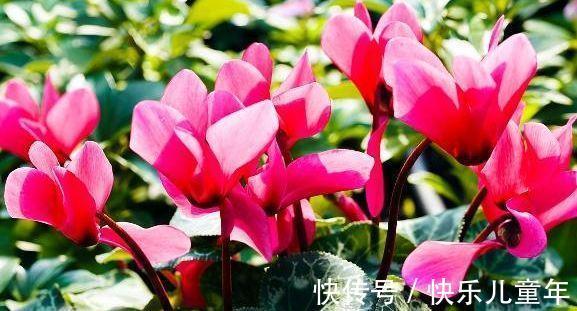 农历10月初6立冬后，养什么花？以下3种花，繁花似锦四时喜庆