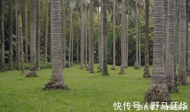 人际交往@俗语“树怕三摇,女怕三撩”,三撩是啥老祖宗教我们追女孩技巧