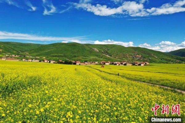 高原|四川阿坝：万亩高原油菜花引游人