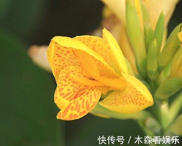 繁花似锦@此花叶似芭蕉花似蝴蝶,繁花似锦曼窕轻舞,寓意着美好的未来