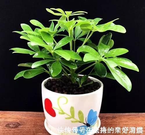 这4种花,剪个枝插水里,10天就生根,当下季节最佳