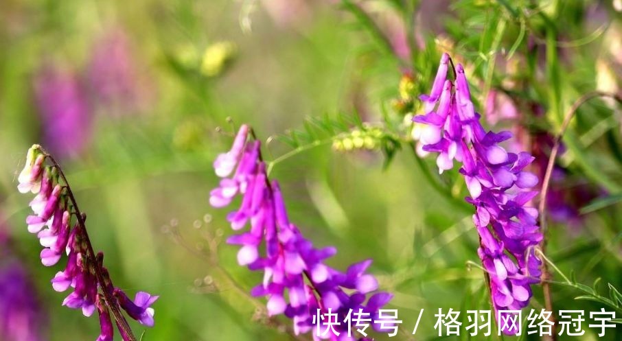 野豌豆|伯夷叔齐饿死不食周粟，采薇而食，“薇”指的什么？