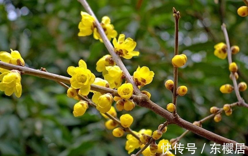 美极了|10种漂亮的年宵花，秋天养一盆正当时，绽放整个冬天，你养过几种