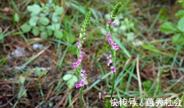 野草|农村一种奇草，蛇见到就怕，人称“蛇崽草”，民间常用来煲鸡汤