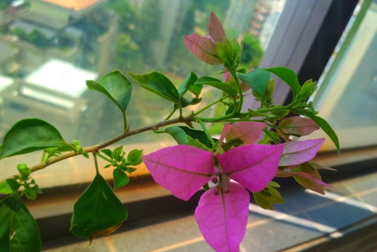 让三角梅开“秋花”,牢记这个“方法”花芽长得快,迅速花爆盆