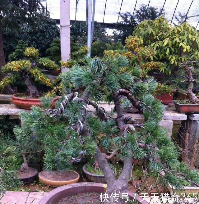 都说这种树很贵!其实剪根“枝条”,埋土里就能长,不用花钱买!