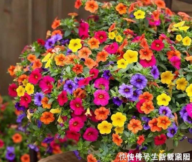 最适合新手养的5种花,沾土就能活,花量大不操心,越养越喜欢